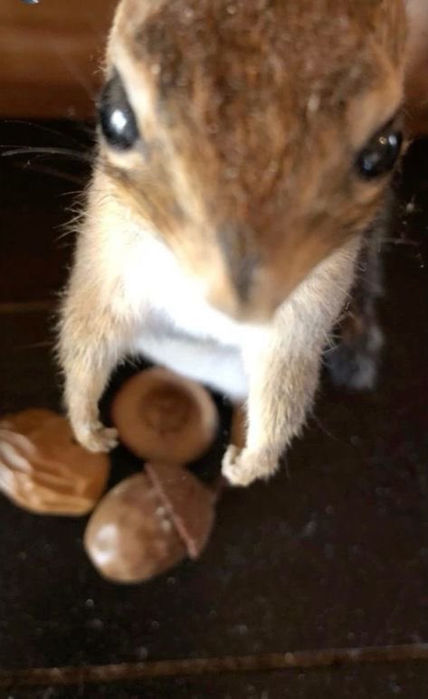 💖 (@twaniimals) on Twitter photo 