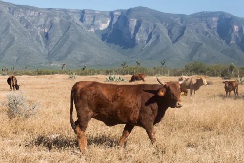 The latest on the New World screwworm (NWS) situation in Mexico: USDA announced on 5/11/25 the suspension of live cattle, horse and bison imports through U.S. ports of entry along the southern border due to the continued and rapid northward spread of NWS. usda.gov/about-usda/new….