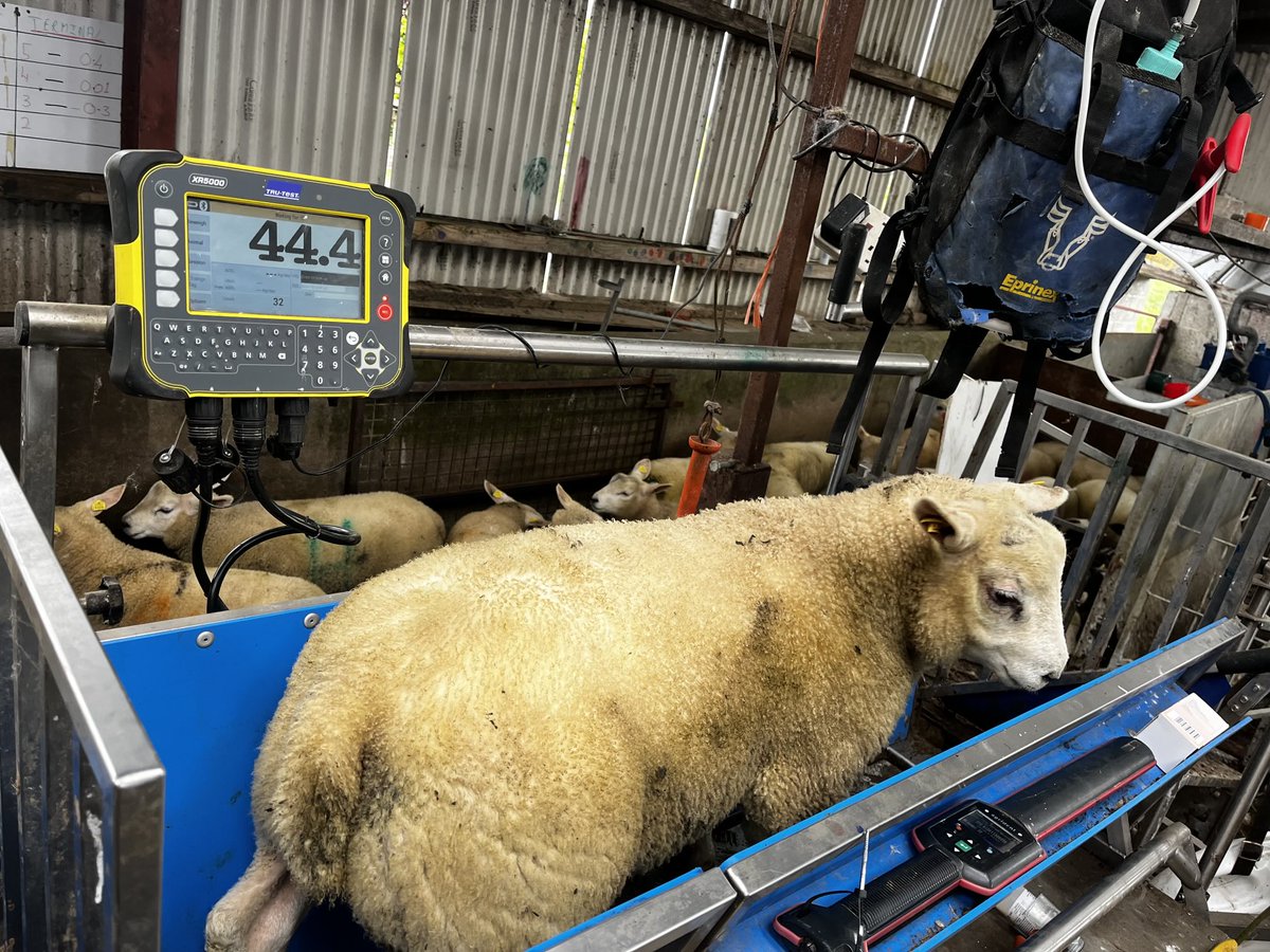Texel March born lambs in for Covexine 10 today and this boys really motoring.  Sire 100% NZ