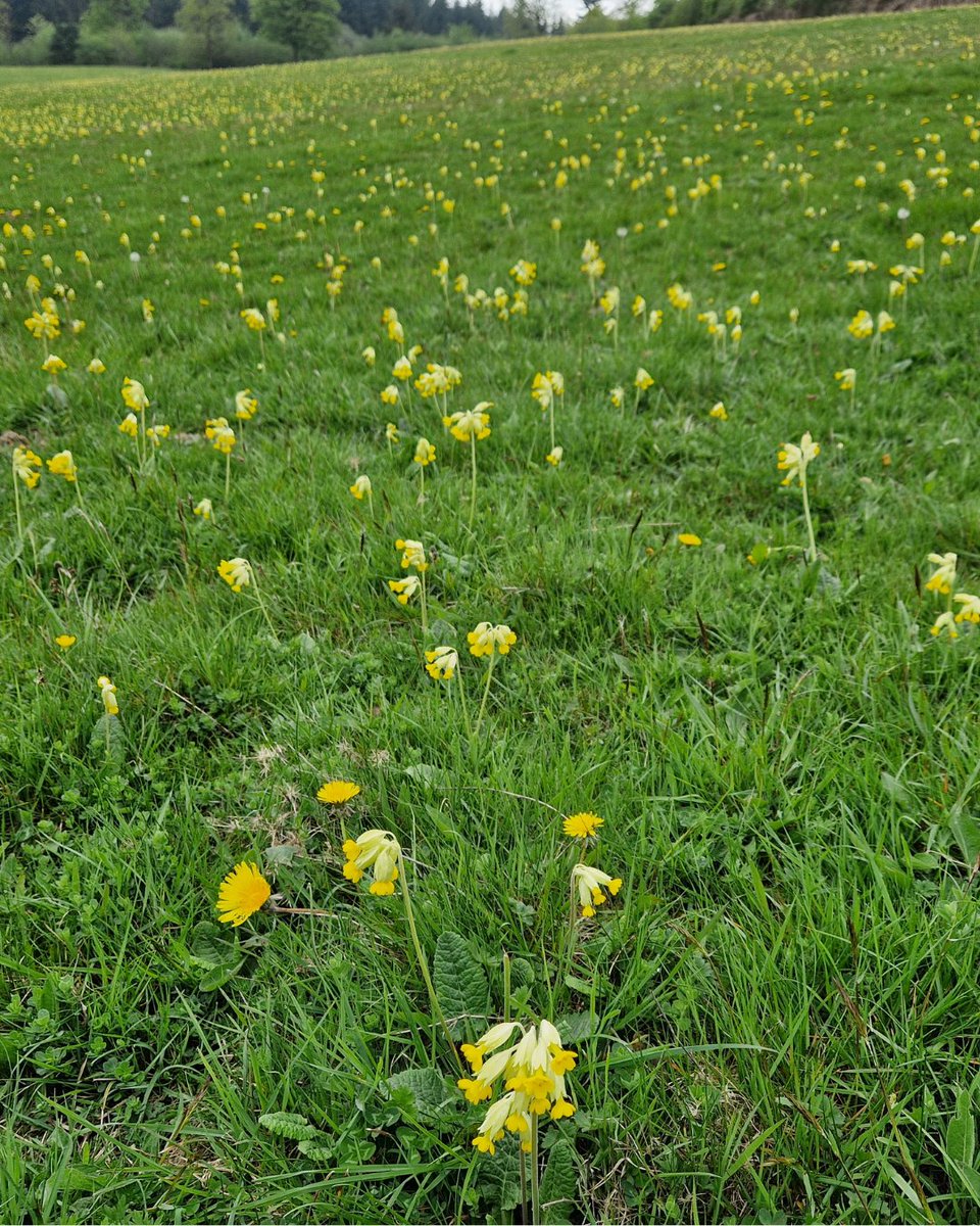 On this #PlantHealthDay, let’s look at these beautiful blooms found on our reserves recently. 😍

🌸Snake’s-head Fritillary
🌱Green-winged Orchid
🌿Narrow-leaved Water-dropwort
🌼Cowslips

DYK... plants are 80% of the food we eat and produce 98% of the oxygen we breathe.