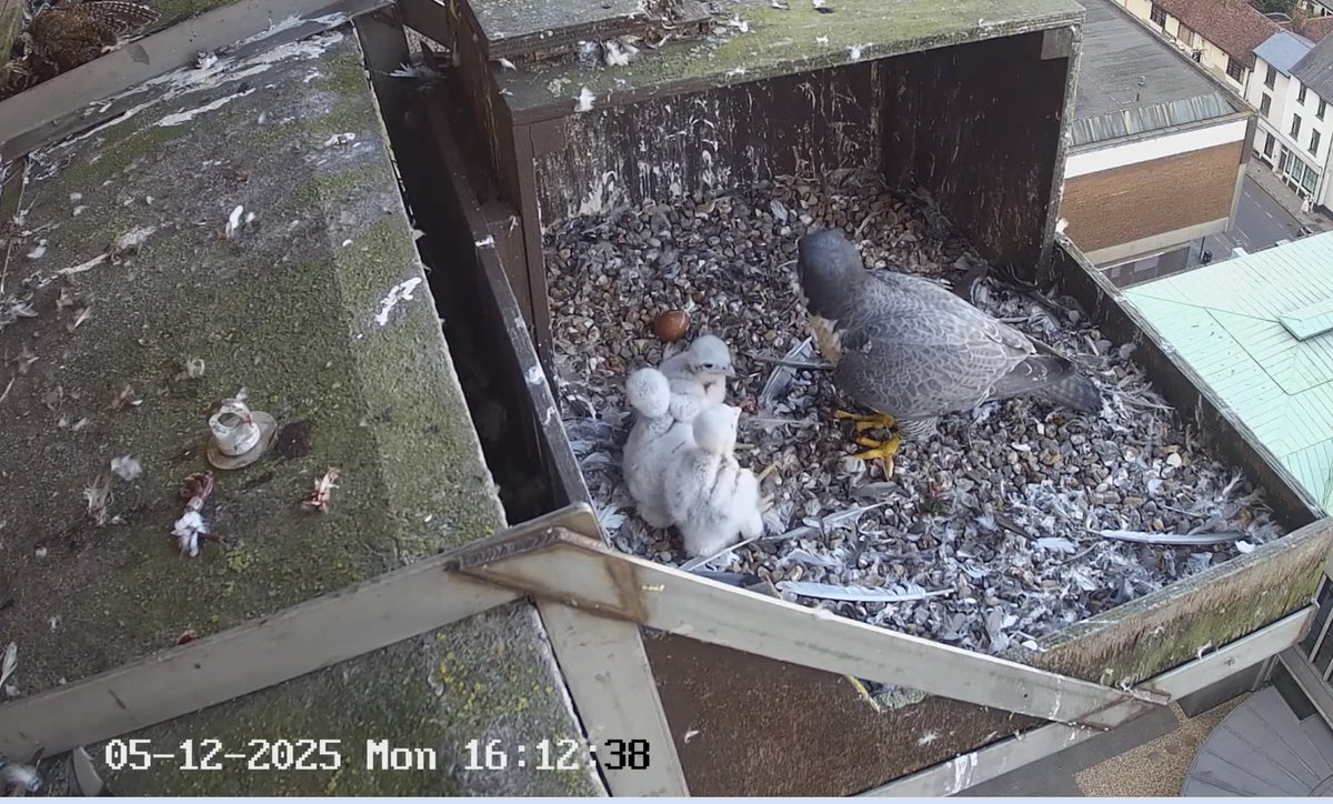 Aylesbury peregrine falcons doing well.