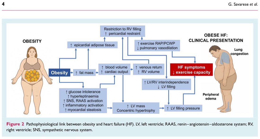 EJHF Editor-in-Chief (@ejhfeic) on Twitter photo 🗞️ #HF & #Obesity :Translational approaches & therapeutic perspectives.
HFA <a href="/escardio/">European Society of Cardiology</a> statement
<a href="/ESC_Journals/">European Society of Cardiology Journals</a> <a href="/GiuseppeGalati_/">Giuseppe Galati</a>
<a href="/AmrAbdin10/">Amr Abdin</a> <a href="/HanCardiomd/">Henry Han</a>
bit.ly/3GTIKKP
bit.ly/3GPOfuc 🗞️ #HF & #Obesity :Translational approaches & therapeutic perspectives.
HFA <a href="/escardio/">European Society of Cardiology</a> statement
<a href="/ESC_Journals/">European Society of Cardiology Journals</a> <a href="/GiuseppeGalati_/">Giuseppe Galati</a>
<a href="/AmrAbdin10/">Amr Abdin</a> <a href="/HanCardiomd/">Henry Han</a>
bit.ly/3GTIKKP
bit.ly/3GPOfuc