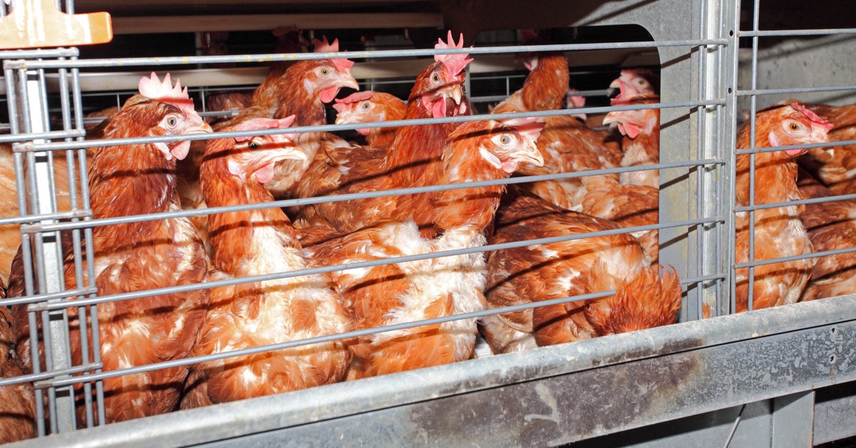 Absolutely fabulous news ✨ The incredible Dame Joanna Lumley has launched a petition urging <a href="/IcelandFoods/">Iceland Foods ❄️</a> to ditch their cruel cages for laying hens! Don't let them get away with their continued cruelty, demand they fulfil their cage-free promise: chng.it/HmFWR5BKh2