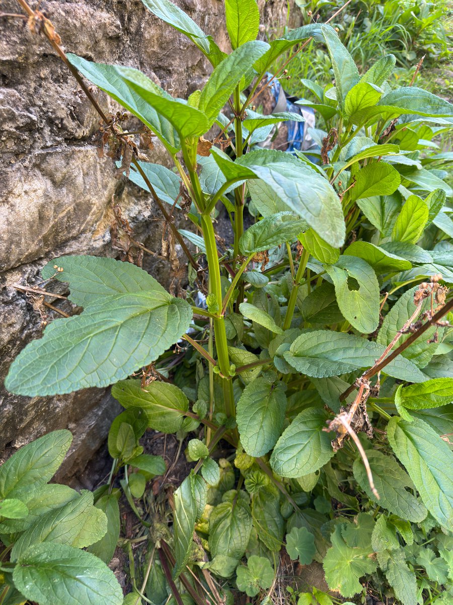 Water Figwort (Scrophularia auriculata) has actually become an urban weed in Richmond; as with this plant at NZ17000072, on Cornforth Hill.  Shows what a special place Richmond is that it has plants like this as weeds.  Note the winged stem, winged leaf petioles blunt teeth on