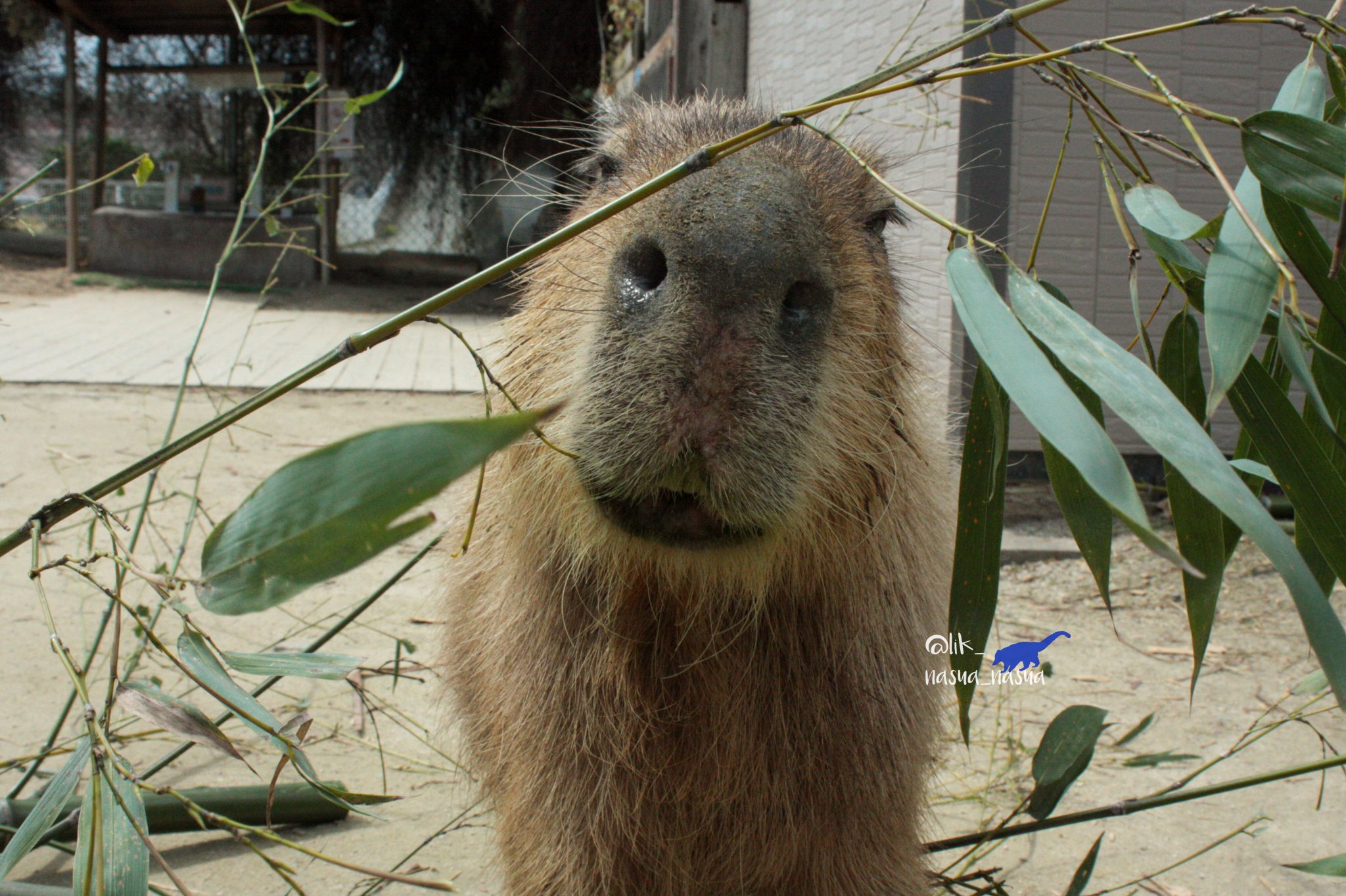 マカロニ - Search / X