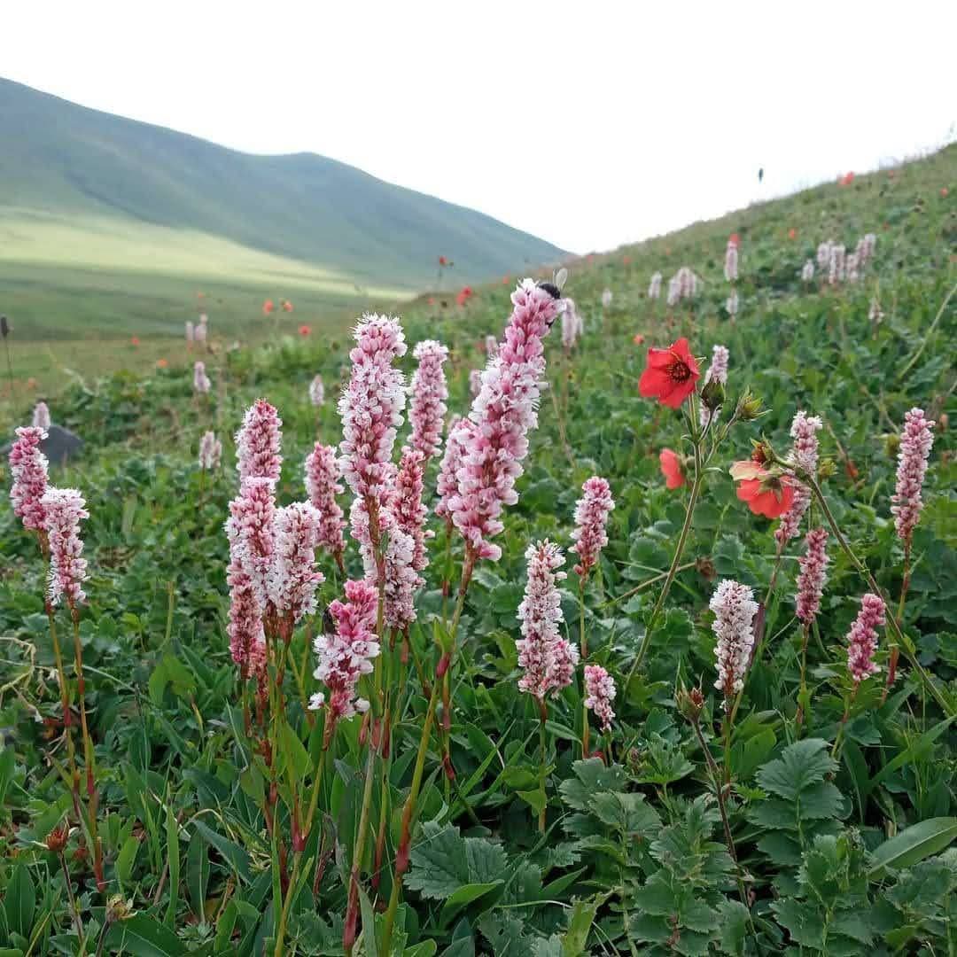 Er.Gulzar🍁 (@ergulzar_) on Twitter photo Beautiful #Bangusvalley Mawer #Kupwara #Kashmir, stunning views.
<a href="/Adivasi_JK/">Er Irshad Choudhary</a> <a href="/akshays_io/">Er. Akshay Dhar</a> <a href="/Er_FirdousBhat/">Firdous Bhat</a> @Geash5332 <a href="/FarooqAGanai/">Farooq Ahmad</a> Beautiful #Bangusvalley Mawer #Kupwara #Kashmir, stunning views.
<a href="/Adivasi_JK/">Er Irshad Choudhary</a> <a href="/akshays_io/">Er. Akshay Dhar</a> <a href="/Er_FirdousBhat/">Firdous Bhat</a> @Geash5332 <a href="/FarooqAGanai/">Farooq Ahmad</a>