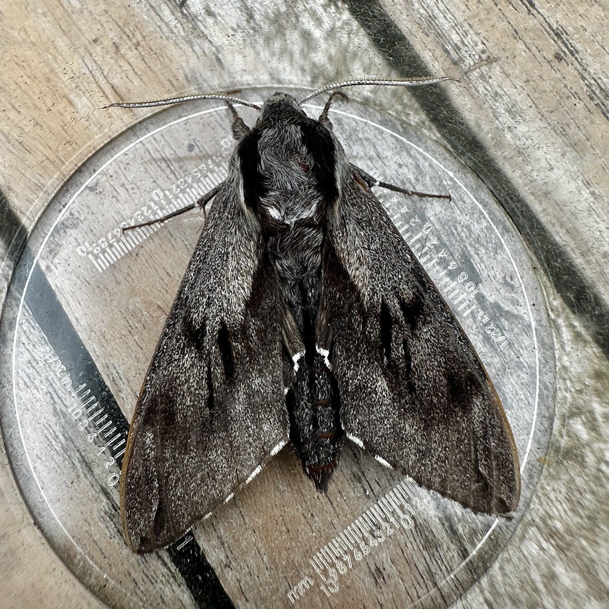 Paul Cashmore (@pcashmore53) on Twitter photo A pristine Pine Hawk-moth only my 7th in the garden moth trap this morning <a href="/BritishMoths/">British Moths</a> A pristine Pine Hawk-moth only my 7th in the garden moth trap this morning <a href="/BritishMoths/">British Moths</a>
