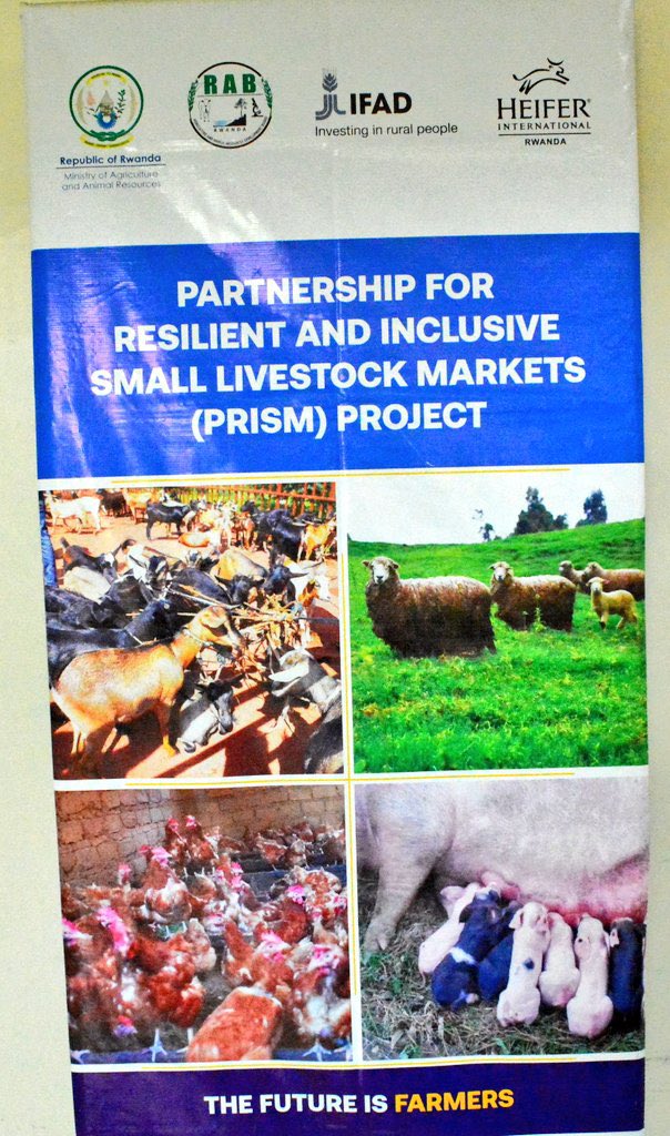 Lee_Fabricee's tweet image. 𝐑𝐰𝐚𝐧𝐝𝐚’𝐬 𝐣𝐨𝐮𝐫𝐧𝐞𝐲 𝐭𝐨𝐰𝐚𝐫𝐝 𝐢𝐧𝐜𝐥𝐮𝐬𝐢𝐯𝐞 𝐚𝐧𝐝 𝐬𝐮𝐬𝐭𝐚𝐢𝐧𝐚𝐛𝐥𝐞 𝐚𝐠𝐫𝐢𝐜𝐮𝐥𝐭𝐮𝐫𝐚𝐥 𝐭𝐫𝐚𝐧𝐬𝐟𝐨𝐫𝐦𝐚𝐭𝐢𝐨𝐧 𝐢𝐬 𝐠𝐚𝐢𝐧𝐢𝐧𝐠 𝐬𝐭𝐫𝐨𝐧𝐠 𝐦𝐨𝐦𝐞𝐧𝐭𝐮𝐦.

Under the #PRISMProject (Partnership for Resilient and Inclusive Small Livestock…