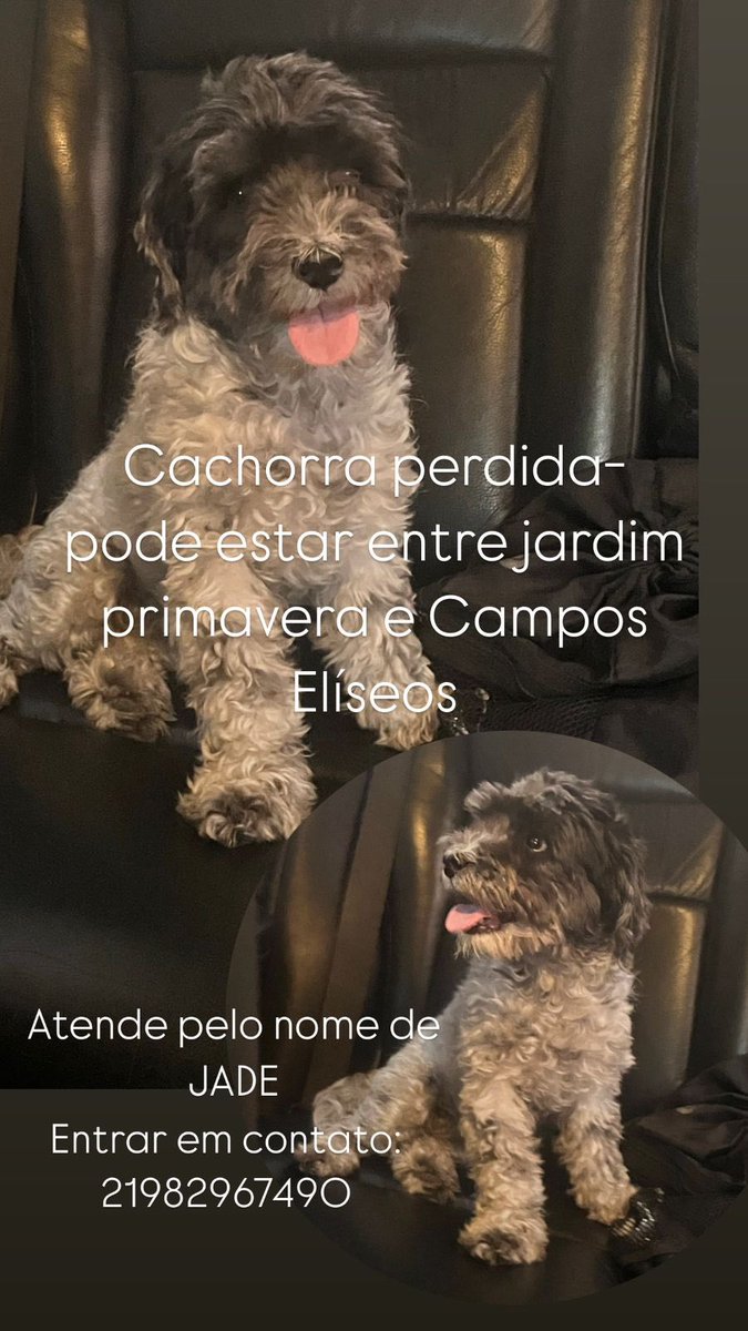 Cachorra perdida ajudem a compartilhar 😭
Local: duque de caxias entre Campos Eliseos e primavera