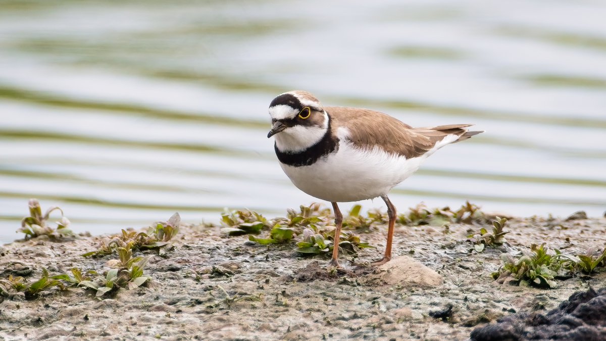 martin price (@smart0406) on Twitter photo Sedge Warbler and the White-spotted Bluethroat from the Shepherd's Hut and Common Sandpiper and Little Ringed Plover from the Discovery Hide at <a href="/WWTSlimbridge/">WWT Slimbridge</a> today <a href="/slimbridge_wild/">Slimbridge Sightings</a> #GlosBirds #BirdsSeenIn2025 Sedge Warbler and the White-spotted Bluethroat from the Shepherd's Hut and Common Sandpiper and Little Ringed Plover from the Discovery Hide at <a href="/WWTSlimbridge/">WWT Slimbridge</a> today <a href="/slimbridge_wild/">Slimbridge Sightings</a> #GlosBirds #BirdsSeenIn2025