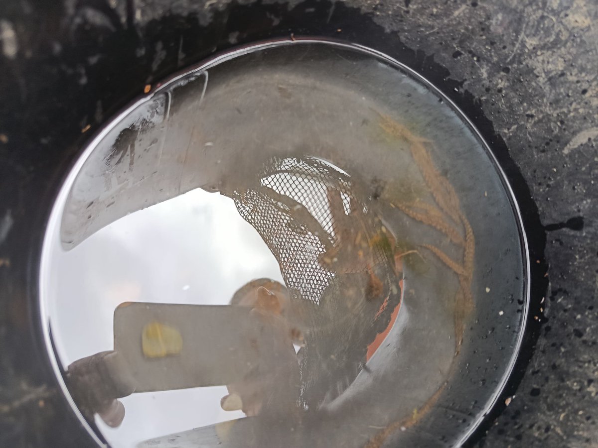 GOClimaforest's tweet image. Ejecución de acciones de biodiversidad, relacionadas con la producción de Colmilleja del Alagón. Previamente se han capturado ejemplares adultos en tramos del río Árrago para posteriormente introducirlas en un estanque de incendios. Total 12 ejemplares, al menos 4 hembras 🐟🏞️🌳