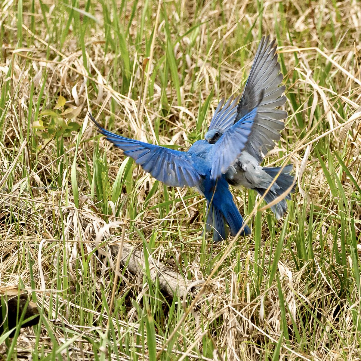 Fight!!😱
<a href="/mikesobel/">Mike Sobel</a>