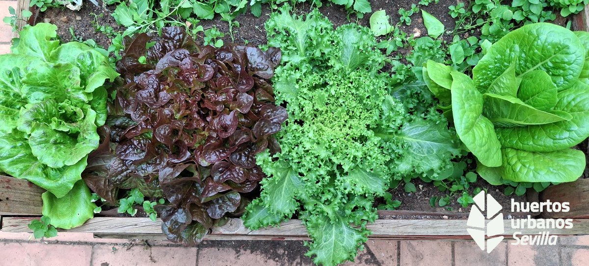 HuertosUrbSevilla (@huertourbsev) on Twitter photo 🌿 Las verduras de hoja son tesoros verdes: ricas en calcio, hierro, antioxidantes y fibra. Refuerzan el sistema inmune, cuidan tu piel y ayudan a depurar el cuerpo. ¡Bajas en calorías y perfectas para la digestión! 📷 ¿Reconoces las de la foto?
<a href="/Ayto_Sevilla/">Ayuntamiento de Sevilla</a>
#huertoescolar 🌿 Las verduras de hoja son tesoros verdes: ricas en calcio, hierro, antioxidantes y fibra. Refuerzan el sistema inmune, cuidan tu piel y ayudan a depurar el cuerpo. ¡Bajas en calorías y perfectas para la digestión! 📷 ¿Reconoces las de la foto?
<a href="/Ayto_Sevilla/">Ayuntamiento de Sevilla</a>
#huertoescolar