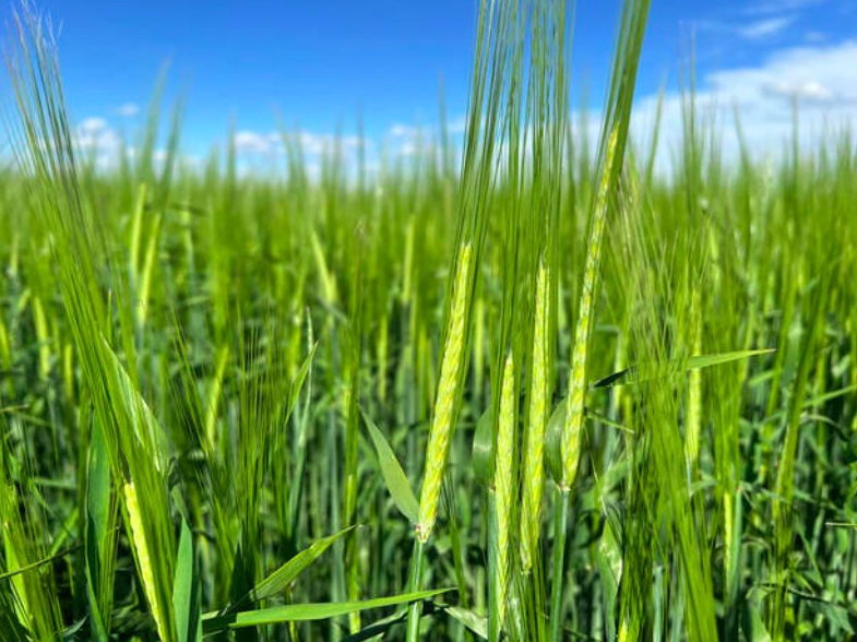 AB Dram is a malting quality barley with moderate enzymes and good modification. Its non-GN trait makes it suitable for all malt distillation. Combines earliness with CDC Copeland level yield. Find a dealer near you by visiting seednet.ca/ab-dram