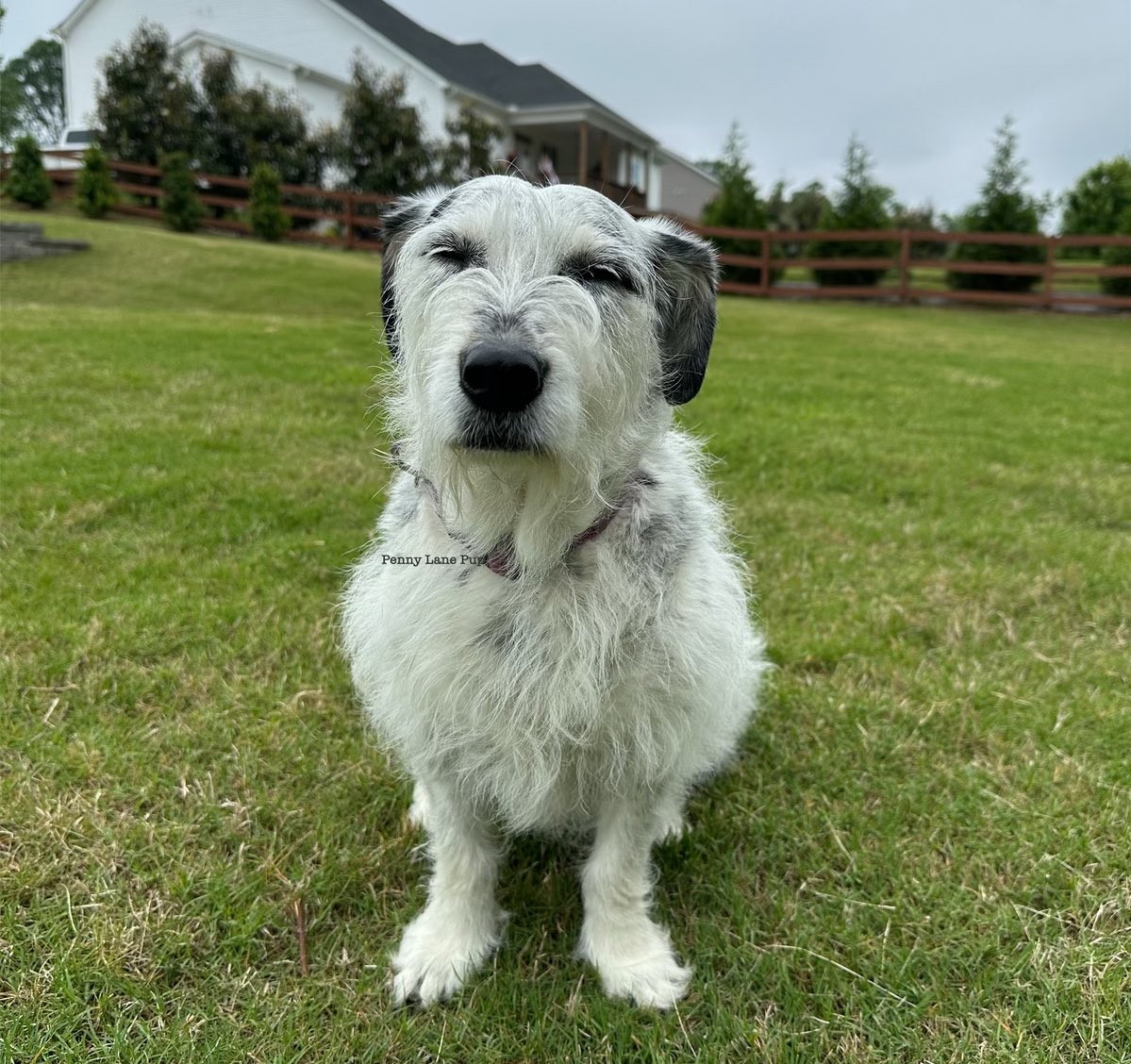 BIG NEWS!

Lucky Pup Rescue SC is having a fundraiser with Jordan’s Way! They host massive fundraisers fur shelters &amp; rescues! 

Da goal is $15k to cover medical costs 😳

If you’d like to donate use da link in da thread! Sterling will be there when they go live on 5/16 at 6pm!