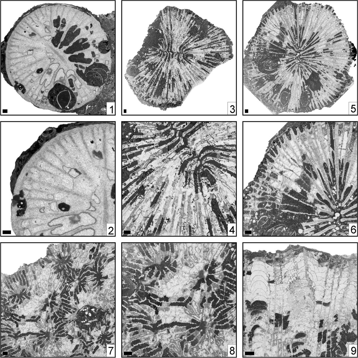 #NewArticle Callovian corals from the Swiss Jura 🔗 doi.org/10.1186/s13358… #Corals #Callovian #Scleractinia
