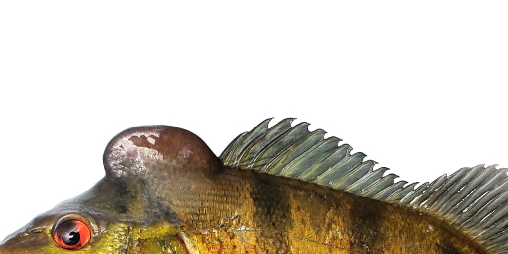 Get to know the peacock basses! By the end of our latest episode, you'll be familiar with the different species, their savage feeding habits, &amp; how to put that knowledge to good use: fws.gov/fish-of-the-we… 🐟 #AllTheFish

Butterfly Peacock Bass. 📷 beto_matheus CC by-NC 4.0