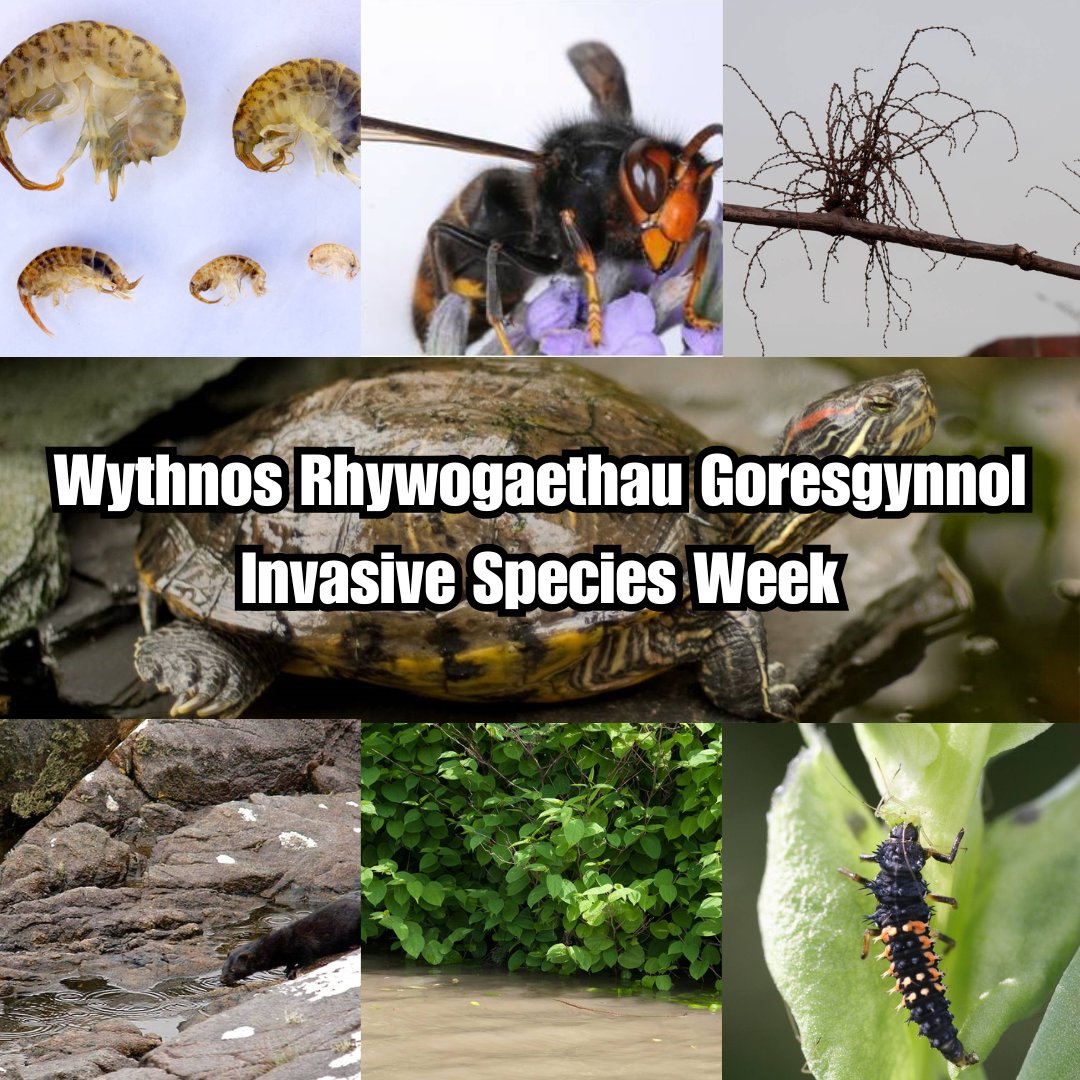 Welsh Government Rural Affairs (@wgrural) on Twitter photo It’s #InvasiveSpeciesWeek
❓But 'What can I do' we hear you ask...
Find out which invaders are threatening Britain's wildlife and how YOU can help #StopTheSpread 👇
youtube.com/watch?v=-7i9nM…
#INNSweek
<a href="/InvasiveSp/">Invasive Species Week</a> It’s #InvasiveSpeciesWeek
❓But 'What can I do' we hear you ask...
Find out which invaders are threatening Britain's wildlife and how YOU can help #StopTheSpread 👇
youtube.com/watch?v=-7i9nM…
#INNSweek
<a href="/InvasiveSp/">Invasive Species Week</a>