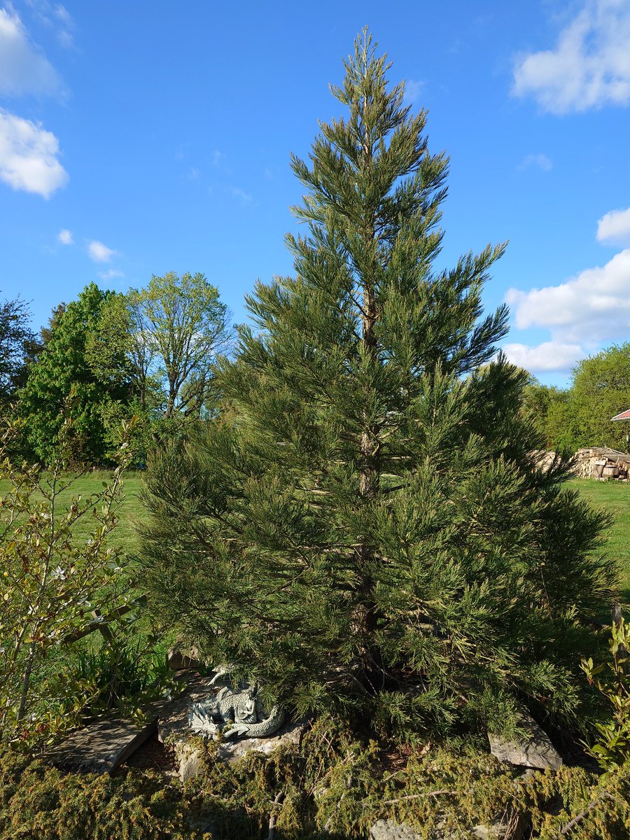 __M___A___X__'s tweet image. Alldeles för länge sedan sist så här kommer en ca 5,5m hög Skaraborgsk #Redwood 🌲