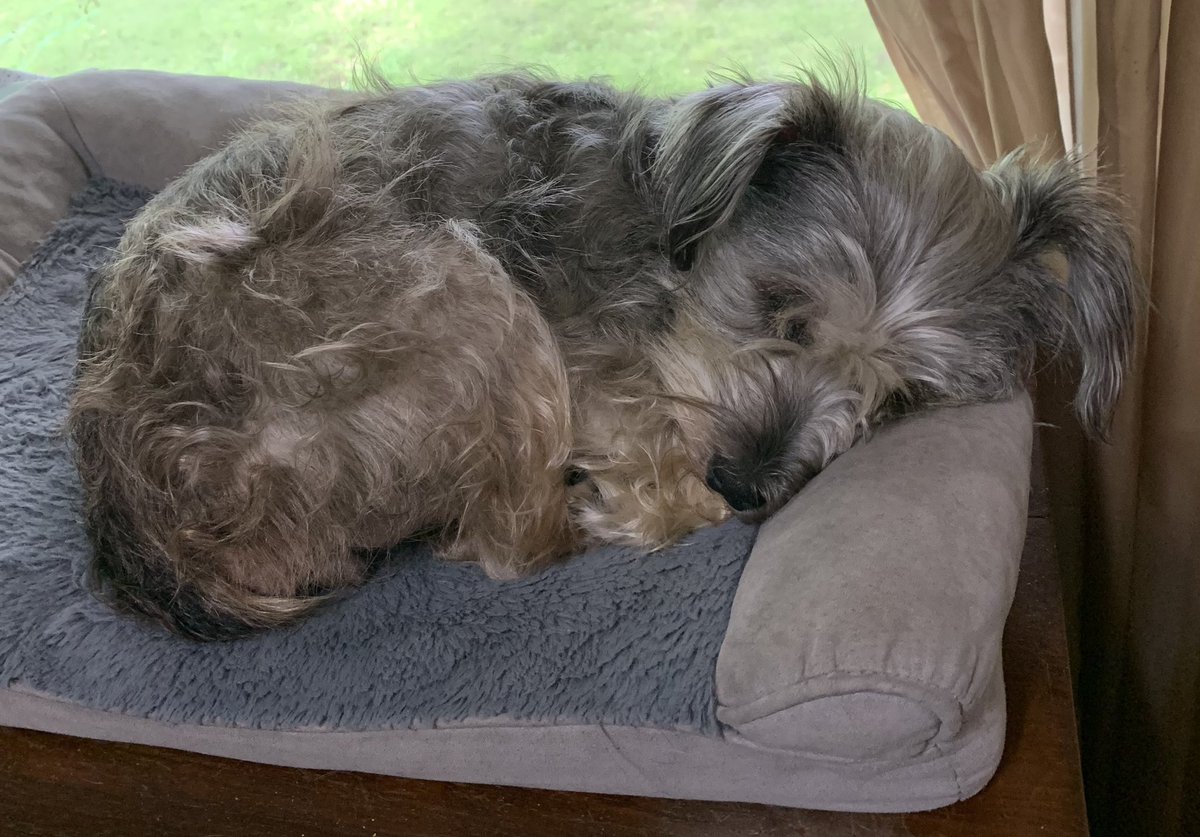 Oh Rainy days and Mondays 🌧️. What else can a girl do! Happy Monday everyone ☺️🐾💕🤗. #dogsoftwitter #schnauzergang