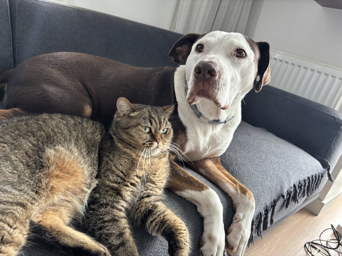 melothepit's tweet photo. Her kedinin bir kedi gardasi olmali https://t.co/W25ysMZzXu