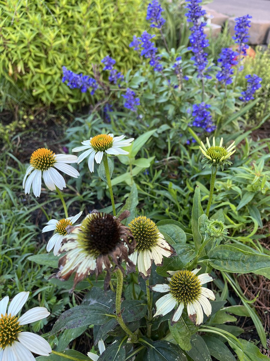 Julie Reifenrath (@reifenrathrtgg) on Twitter photo It is beautiful ☀️ Monday morning in the <a href="/mcfeecfisd/">McFee Elementary</a> school garden! Fifth grade is ready to practice mindfulness as they explore, observe 👁️ , search for plant adaptations, and create watercolor 🎨 technical drawings!
<a href="/readygrowgarden/">Ready to Grow Garden</a>
<a href="/McFeePrincipal/">Sharon O. Whitfield</a> It is beautiful ☀️ Monday morning in the <a href="/mcfeecfisd/">McFee Elementary</a> school garden! Fifth grade is ready to practice mindfulness as they explore, observe 👁️ , search for plant adaptations, and create watercolor 🎨 technical drawings!
<a href="/readygrowgarden/">Ready to Grow Garden</a>
<a href="/McFeePrincipal/">Sharon O. Whitfield</a>