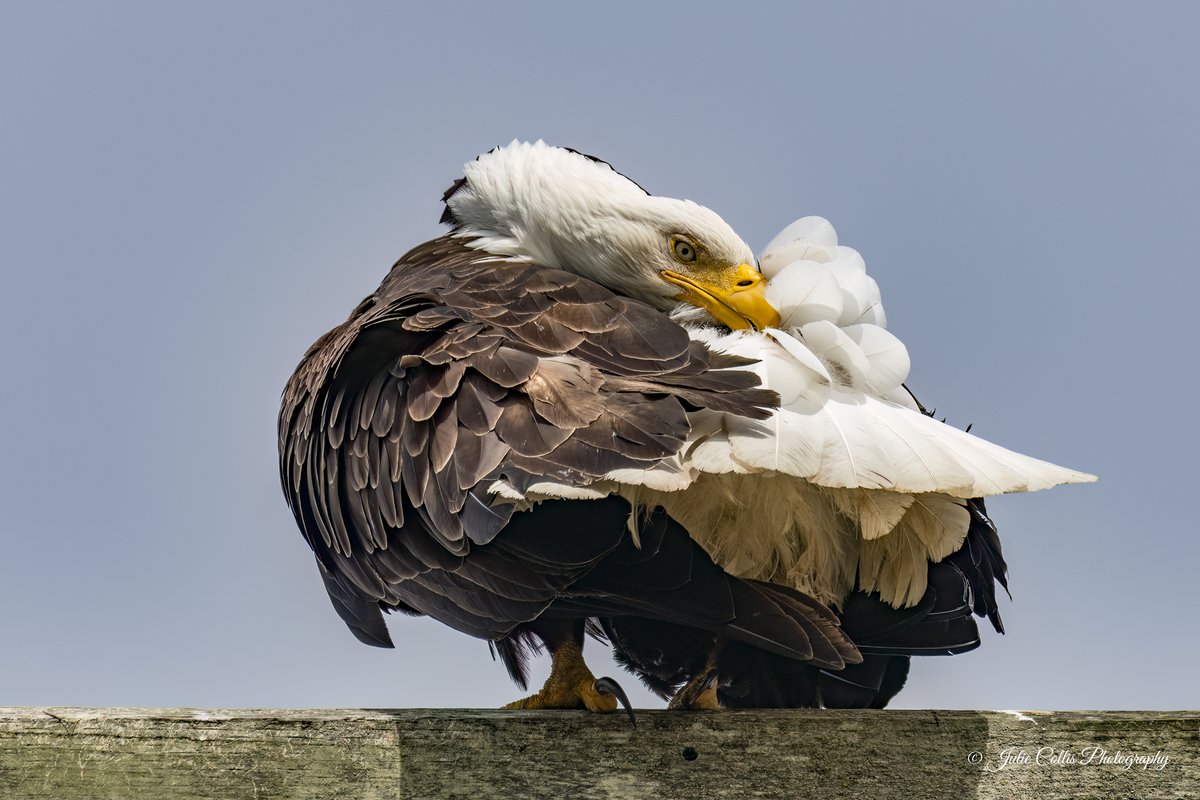Julie Collis (@jcollis01) on Twitter photo Happy Monday everyone!
#birdwatching #birdphotography #birds #raptor #baldeagle #eagle #vancouverisland #wildlife #photography #nature #naturephotography #wildlifephotography #ShareYourWeather <a href="/TodaysBaldEagle/">Today's Bald Eagle</a> <a href="/todaysbird/">Today's Bird</a> <a href="/BirdsofBc/">BirdsofBC ๐จ๐ฆ</a> <a href="/weathernetwork/">The Weather Network</a> <a href="/ThePhotoHour/">#ThePhotoHour</a> Happy Monday everyone!
#birdwatching #birdphotography #birds #raptor #baldeagle #eagle #vancouverisland #wildlife #photography #nature #naturephotography #wildlifephotography #ShareYourWeather <a href="/TodaysBaldEagle/">Today's Bald Eagle</a> <a href="/todaysbird/">Today's Bird</a> <a href="/BirdsofBc/">BirdsofBC ๐จ๐ฆ</a> <a href="/weathernetwork/">The Weather Network</a> <a href="/ThePhotoHour/">#ThePhotoHour</a>