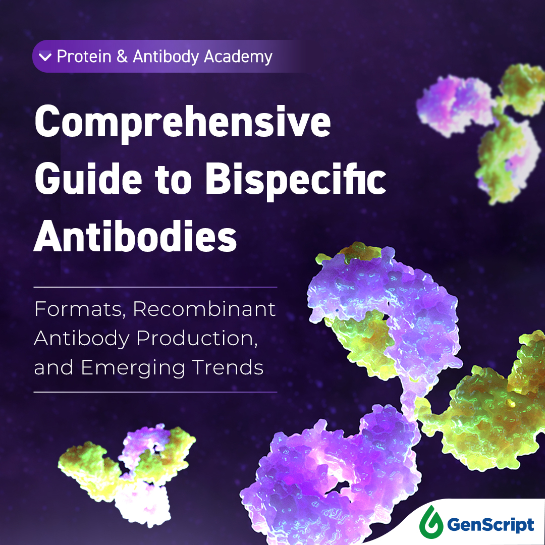 🔬#BispecificAntibodies are revolutionizing precision medicine. Dive into this comprehensive review to explore the approved bsAbs, their diverse formats, production systems, and the emerging trends.

🚀 Read more: bit.ly/43gaiBS

#Antibody #Biotech #GenScript
