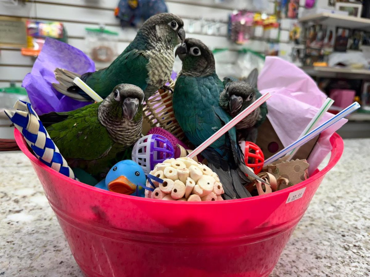 macaw_parrots's tweet photo. We are specialize in the breeding of various species of parrots such as African grey, Macaw, Cockatoo, etc
.parrots come alongside all papers 
Call us anytime at or (204)438-9801 WhatsApp ,If Interested 

#indianringneck #cockatoo #macaw #conure #featheredfriends #bluebell https://t.co/10izQXUnac
