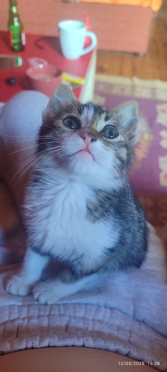 Annesi bütün yavrularını taşıyıp bu garibimi unutmuş. Bir apartmanın bahçesinde günlerce ağlamış, kimsenin umrunda olmamış. Sokaktan geçerken arkadaşım sesini duyup korumaya almış ama fazla zamanı yok.
İstanbul içi yuva arıyorum bu yavruma. 
1 buçuk aylık civarı, erkek