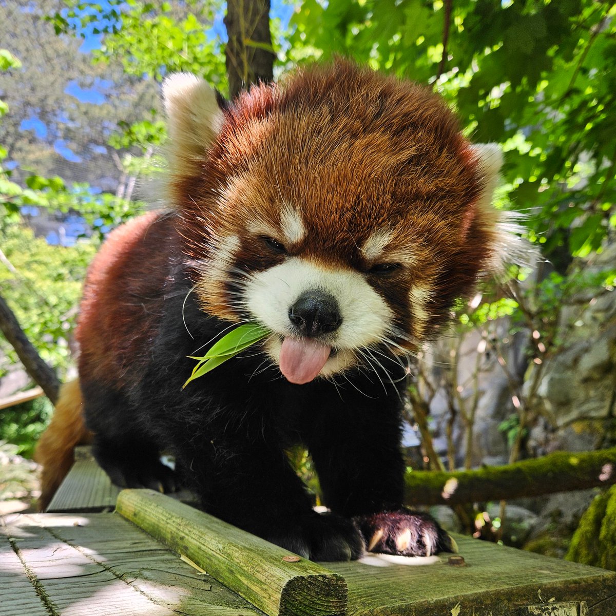 We made it to Moshu Monday 

📷 Keeper Megan