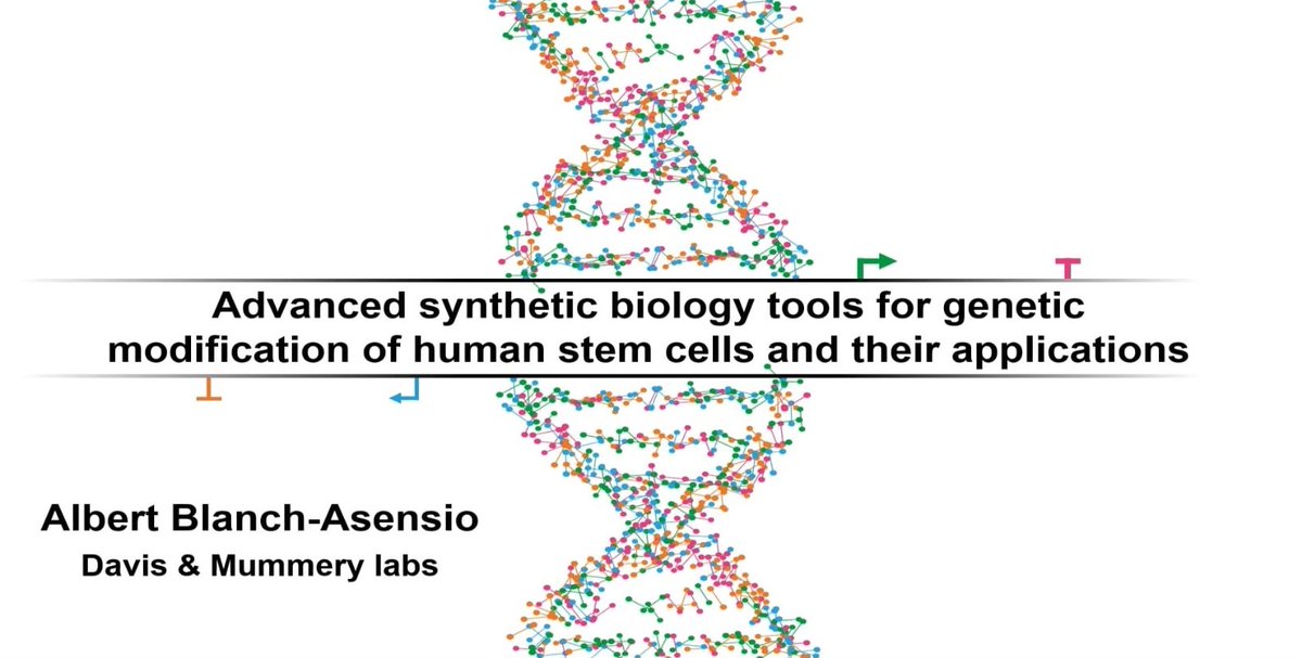 Dr.A.Blanch-Asensio🎓
Thrilled to share that I’ve successfully defended my PhD on advanced synthetic biology tools for stem cell engineering. &gt;5+ years, we developed STRAIGHT-IN, a versatile platform for precise DNA integration in hiPSCs. Grateful for this incredible journey! 🧬