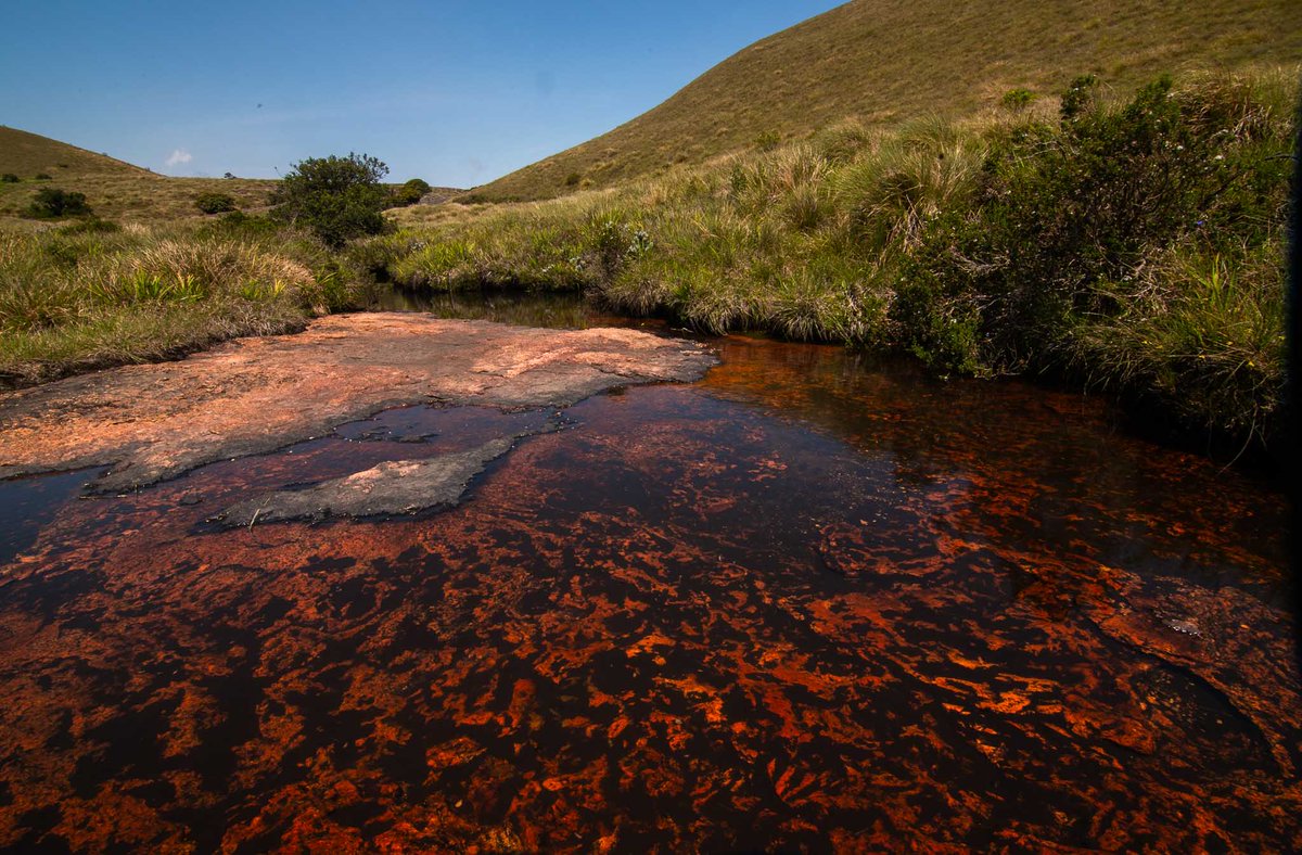 GobindsagarBha1's tweet image. Shola #grasslands in #Nilgiris act like sponges, absorbing and thereby playing a role in reducing runoff after rains prevent flooding, and maintain soil moisture thus maintaining continuous flow of water as even during pinch summers as #perennial streams.