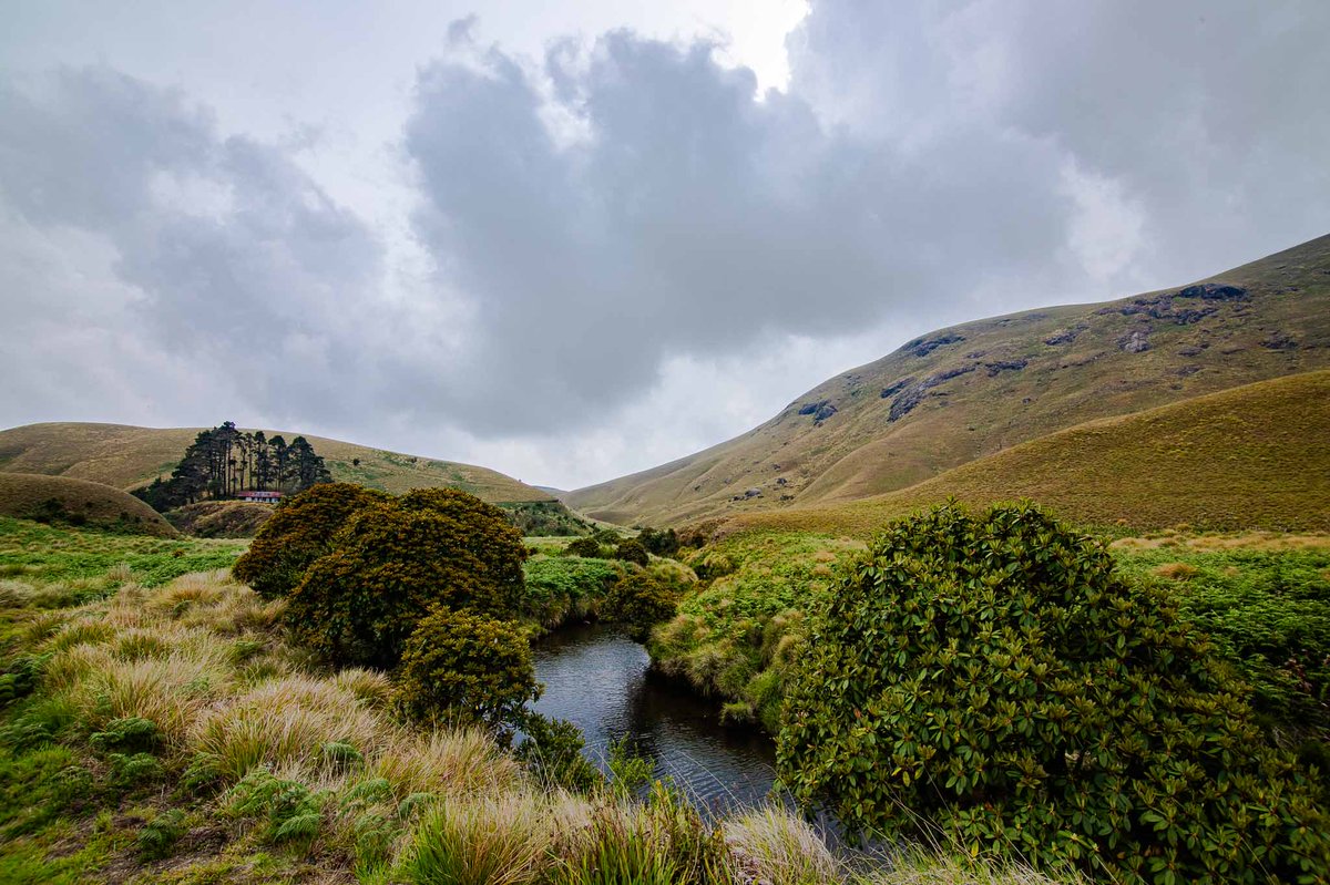 GobindsagarBha1's tweet image. Shola #grasslands in #Nilgiris act like sponges, absorbing and thereby playing a role in reducing runoff after rains prevent flooding, and maintain soil moisture thus maintaining continuous flow of water as even during pinch summers as #perennial streams.
