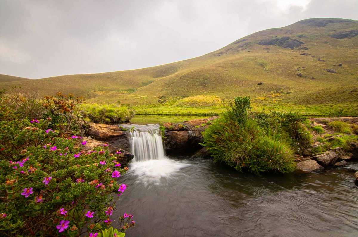 GobindsagarBha1's tweet image. Shola #grasslands in #Nilgiris act like sponges, absorbing and thereby playing a role in reducing runoff after rains prevent flooding, and maintain soil moisture thus maintaining continuous flow of water as even during pinch summers as #perennial streams.