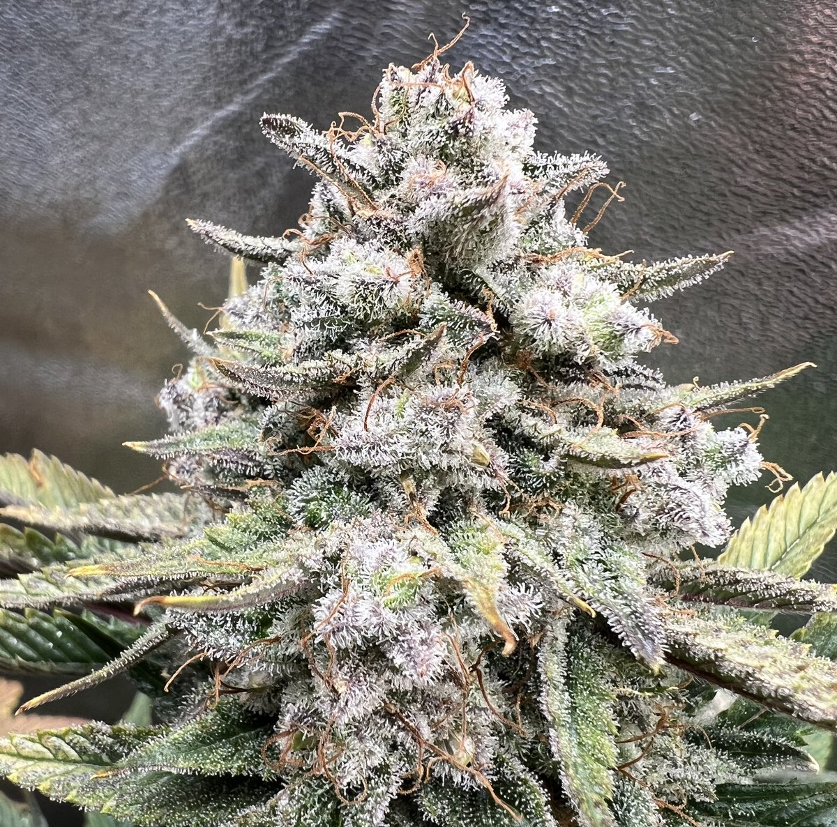 cascadia_seeds's tweet image. Josh D OG F3 regs now available at cascadia-seeds.com
This winning pheno took the lead by a mile. Frosty, pungent and fat like all y’all’s mamas!