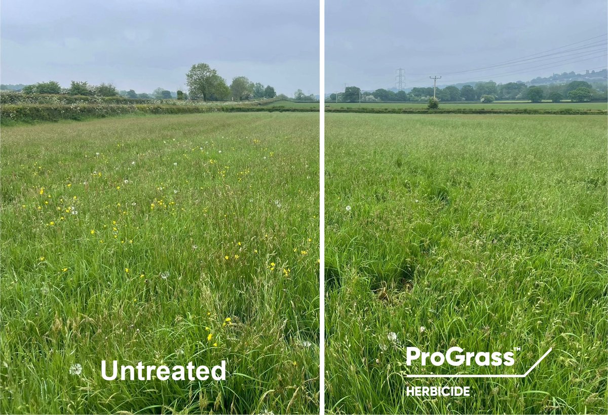 Corteva UK & Ireland - Forage (@cortevaforage) on Twitter photo This farmer used ProGrass 2 weeks ago to get more and better-quality grass for hay making by removing docks, buttercups and dandelions. 📷
ProGrass is effective and works fast! For more information go to corteva.co.uk/prograss This farmer used ProGrass 2 weeks ago to get more and better-quality grass for hay making by removing docks, buttercups and dandelions. 📷
ProGrass is effective and works fast! For more information go to corteva.co.uk/prograss