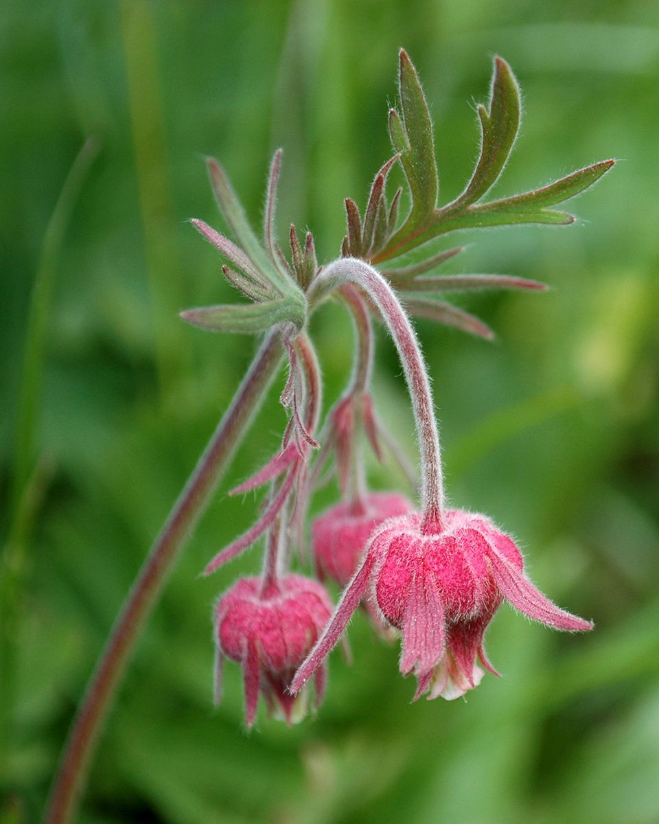 Looking to cut back on #lawn care? Local wildflowers like three-flowered avens (also known as prairie smoke) are a beautiful, #lowmaintenance option. Find more local plant picks on the blog: buff.ly/gDtH329