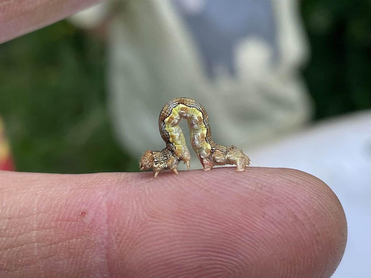 W82Matt's tweet image. Trying to inspire the next generation today at work @savebutterflies @BNAscience
