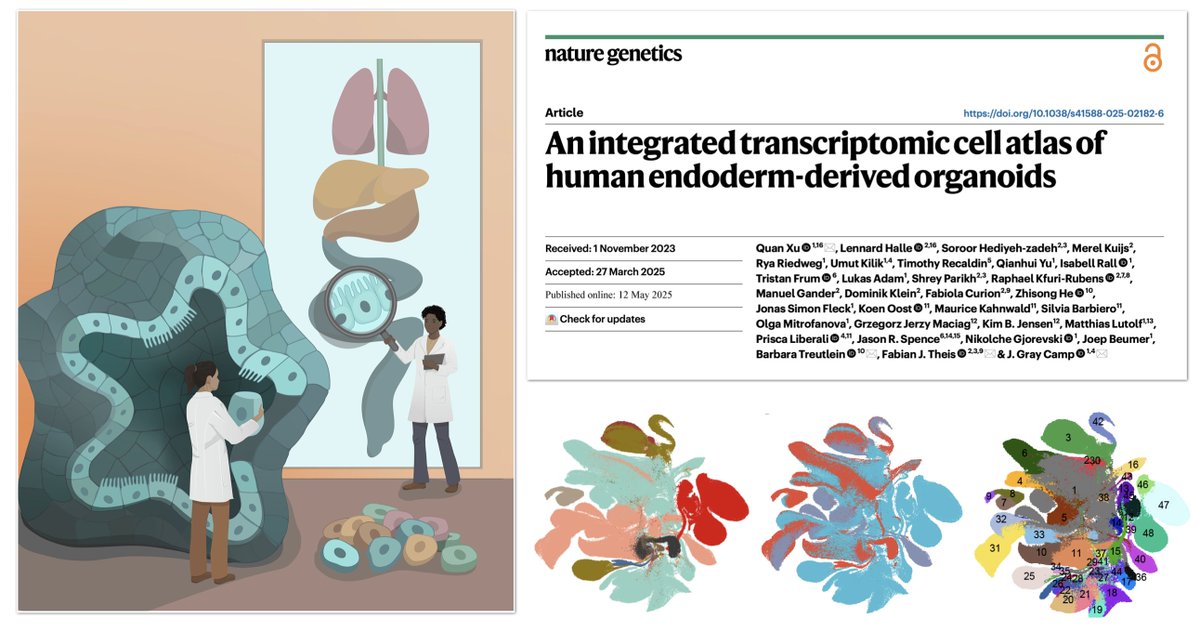 Gray Camp (@graycamplab) on Twitter photo Integrated Organoid Atlas benchmarks new protocols, even more impressive as a Highly Variable Cohort for comparison against perturbation and disease models: nature.com/articles/s4158… Lead by <a href="/_xuquan/">Quan Xu 许泉</a> <a href="/HalleLennard/">Lennard Halle, MD</a> Collaboration with <a href="/fabian_theis/">Fabian Theis</a> <a href="/TreutleinLab/">Treutlein lab</a> <a href="/IHB_Research/">Institute of Human Biology</a> Integrated Organoid Atlas benchmarks new protocols, even more impressive as a Highly Variable Cohort for comparison against perturbation and disease models: nature.com/articles/s4158… Lead by <a href="/_xuquan/">Quan Xu 许泉</a> <a href="/HalleLennard/">Lennard Halle, MD</a> Collaboration with <a href="/fabian_theis/">Fabian Theis</a> <a href="/TreutleinLab/">Treutlein lab</a> <a href="/IHB_Research/">Institute of Human Biology</a>