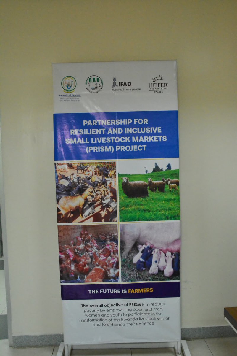 JoelOptimist1's tweet image. 𝐓𝐫𝐚𝐧𝐬𝐟𝐨𝐫𝐦𝐢𝐧𝐠 𝐥𝐢𝐯𝐞𝐬 𝐚𝐧𝐝 𝐟𝐚𝐫𝐦𝐬 𝐢𝐧 @GicumbiDistrict 𝐭𝐡𝐫𝐨𝐮𝐠𝐡 𝐭𝐡𝐞 𝐩𝐨𝐰𝐞𝐫 𝐨𝐟 𝐬𝐦𝐚𝐥𝐥 𝐥𝐢𝐯𝐞𝐬𝐭𝐨𝐜𝐤!

Under the #PRISMProject, led by @RwandaAgriBoard through #SPIU and jointly funded by @RwandaGov &amp;amp; @IFAD, farmers in Gicumbi are…