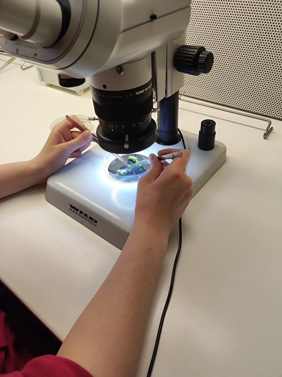 Dai boccioli fiorali di vite a una nuova pianta! Con l'embriogenesi somatica rigeneriamo individui a partire da cellule non riproduttive. Nelle foto: i boccioli che usiamo e due giovani ricercatrici impegnate nella loro messa in vitro. #vite #ricerca #biotecnologie #embriogenesi