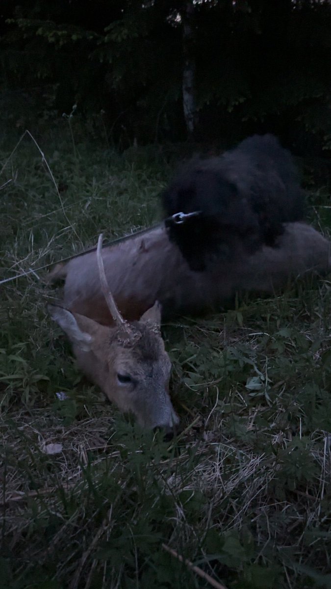 En gammal herre fick bli 222an första 
Nu på våren gör det skillnad att skjuta bort dom gamla mördarbockarna 
Har haft senaste veckan på mig stora rådjur med god chans till silver och eventuellt guld men dom får gå kvar till aveln i höst
