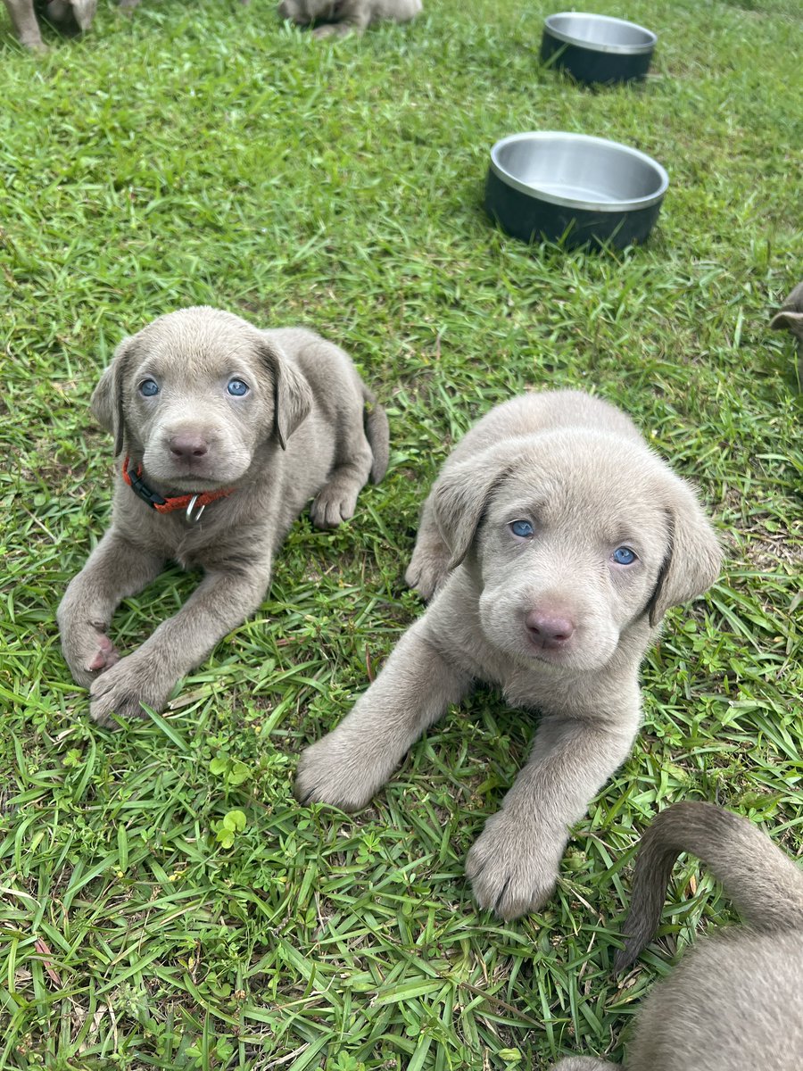 ThejbakerERA's tweet photo. 8 weeks old AKC certified Labrador retriever puppies ready for new homes.
Puppies and Summer go together!!!
Reach out for more info… #SilverLabs https://t.co/gz6ySiWtS7