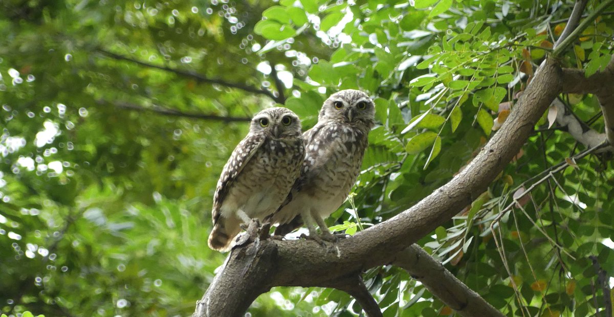 ZeebraDesigns's tweet image. Migratory Bird Day event - (Parque las Vegas/Portoviejo/Ecuador)
Remember to 'Look up!' - and down...
@PortoviejoGAD,@enviroamericas,@WMBD
