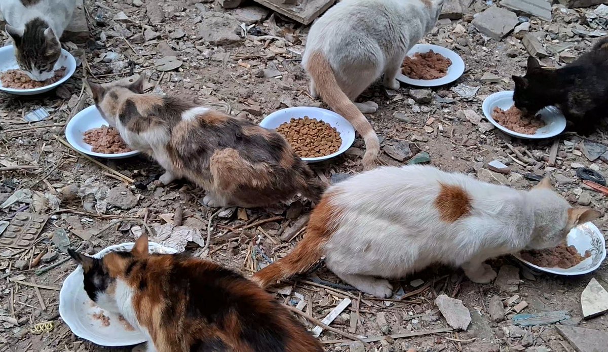 Your love and support means life to all of us, we will never forget how you stood by us during the famine and war we are going through, we will never forget your kindness at a time when everyone has abandoned us.
With your help and giving, we can continue and survive 🙏🐾🐱🇵🇸.
