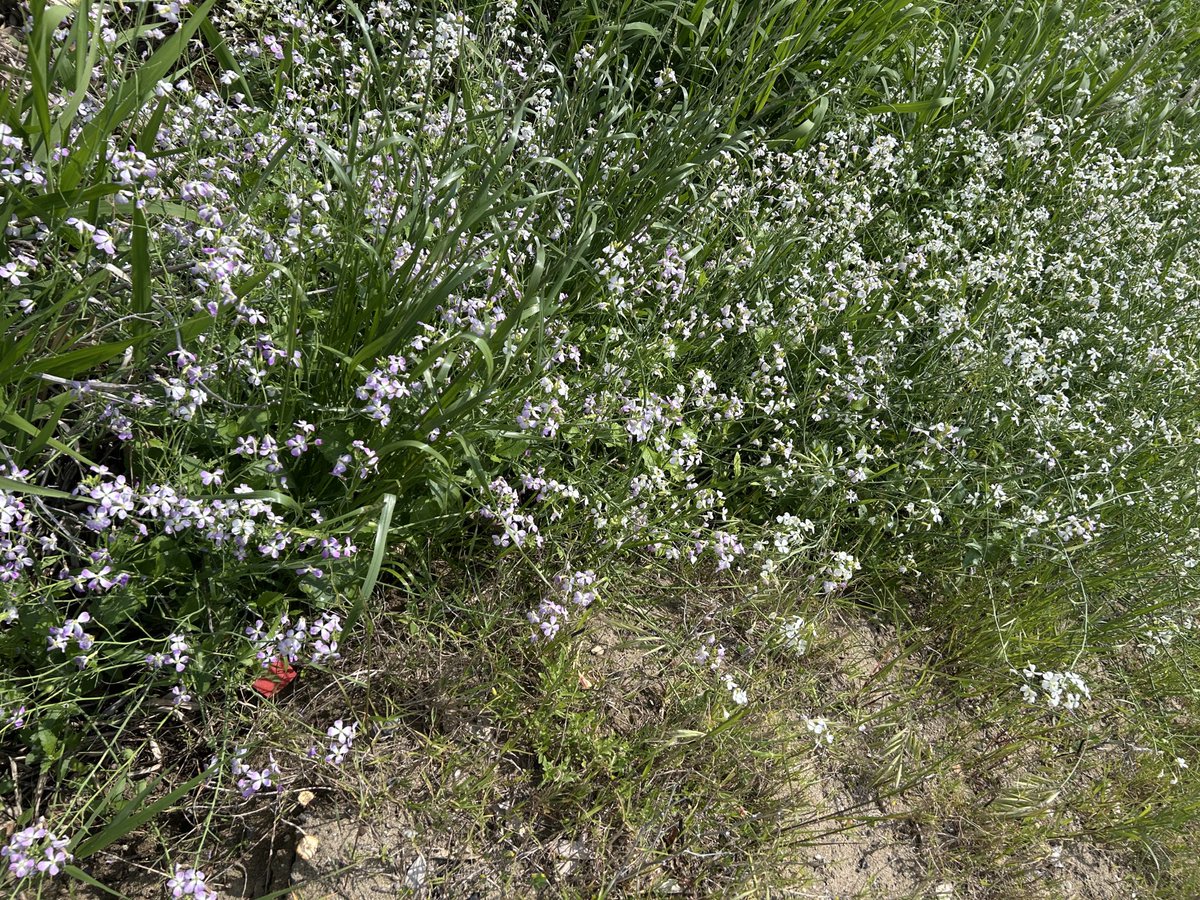 オカヒジキ生え始め
スナビキソウ満開手前
ハマヒルガオ咲き始め
ハマダイコン満開

とても5月