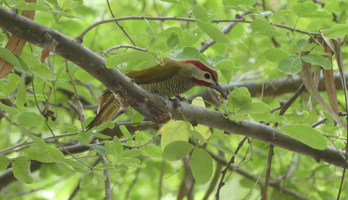 ZeebraDesigns's tweet image. Migratory Bird Day event - (Parque las Vegas/Portoviejo/Ecuador)
Remember to 'Look up!' - and down...
@PortoviejoGAD,@enviroamericas,@WMBD