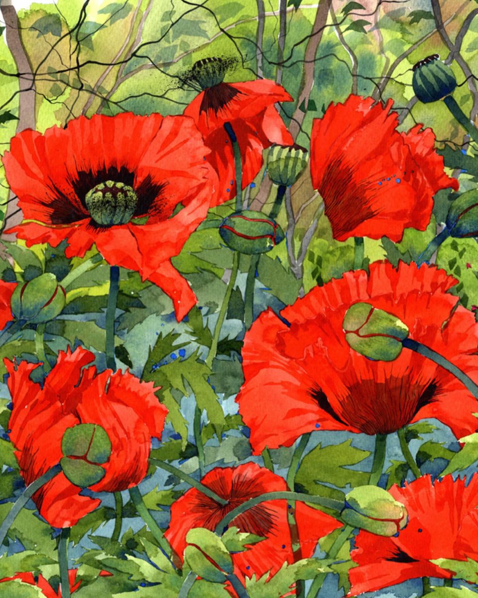 Mary Ann Rogers
Poppies