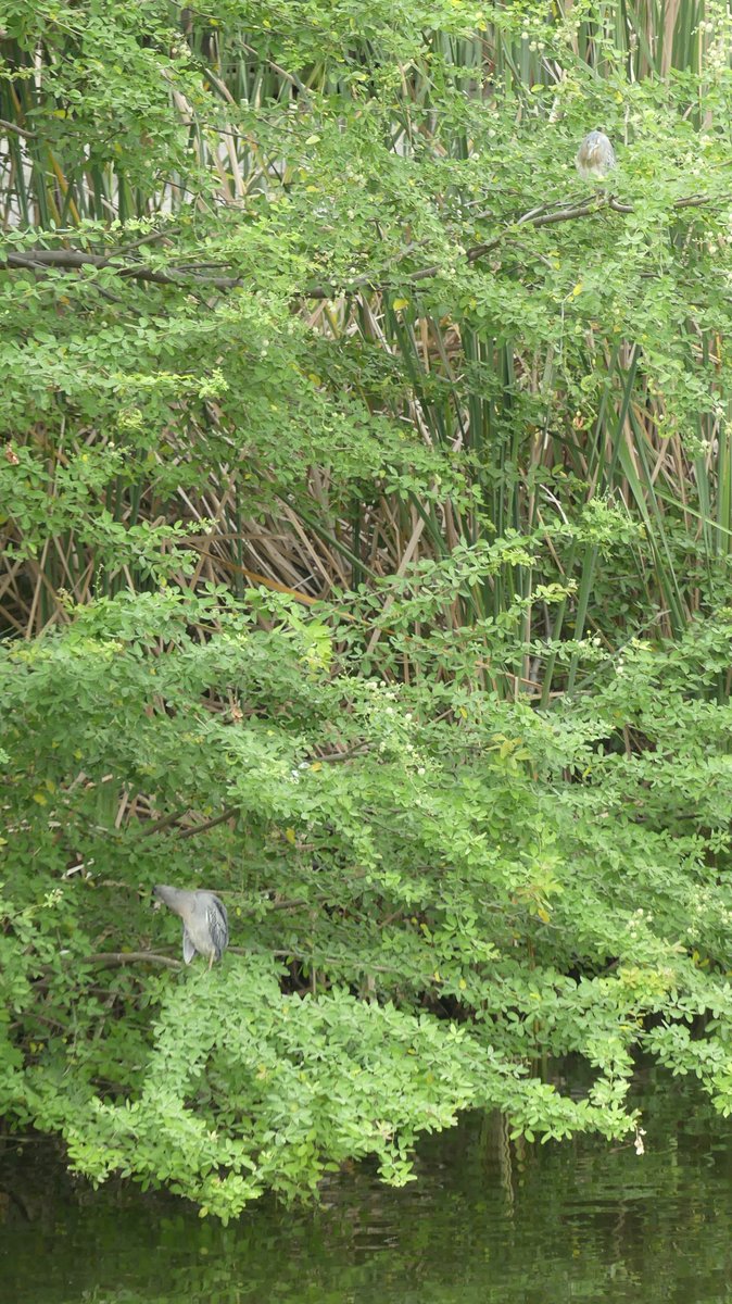ZeebraDesigns's tweet image. Migratory Bird Day event - (Parque las Vegas/Portoviejo/Ecuador)
Remember to 'Look up!' - and down...
@PortoviejoGAD,@enviroamericas,@WMBD